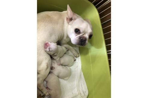 販売中のフレンチブルドッグの親犬