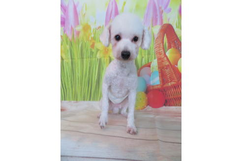 販売中のトイプードルの親犬