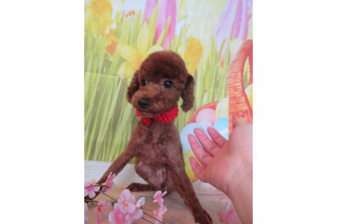 販売中のトイプードルの親犬