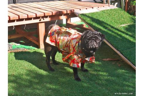 販売中のパグの親犬