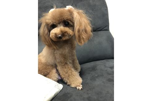 販売中のタイニープードルの親犬