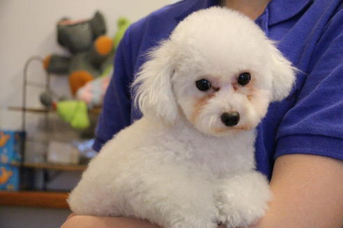 販売中のトイプードルの親犬