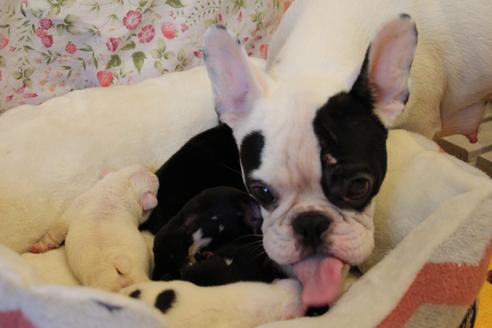 販売中のフレンチブルドッグの親犬