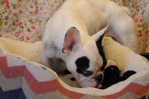 販売中のフレンチブルドッグの親犬