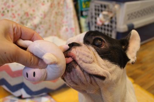 販売中のフレンチブルドッグの親犬