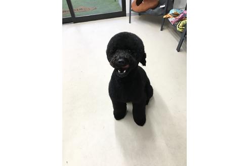 清井完爾ブリーダー ブリーダーナビ