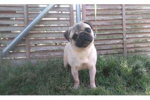 販売中のパグの親犬