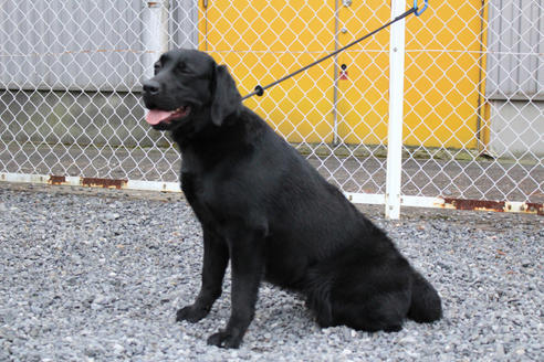 販売中のラブラドールレトリーバーの親犬