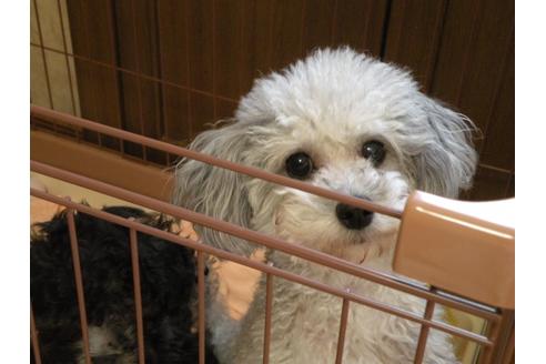 販売中のトイプードルの親犬