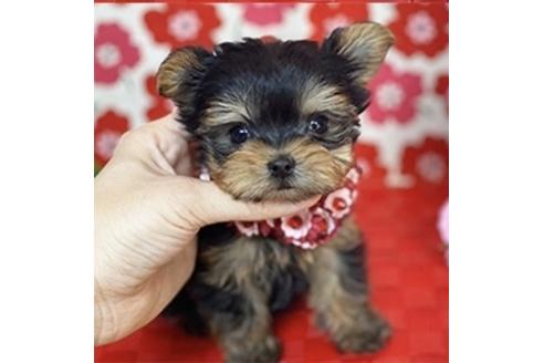 香川県のヨークシャーテリア 女の子 02 12生まれ ポケットサイズの極小ちゃん 子犬id ブリーダーナビ 香川県のヨークシャーテリア 女の子 02 12生まれ ポケットサイズの極小ちゃん 子犬id ブリーダーナビ