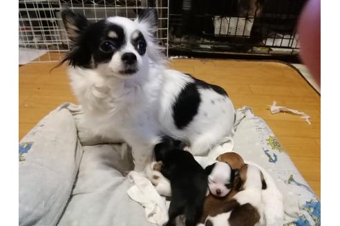 販売中のチワワ(ロングコート)の親犬