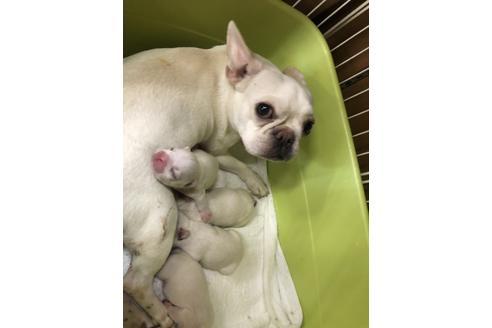 販売中のフレンチブルドッグの親犬