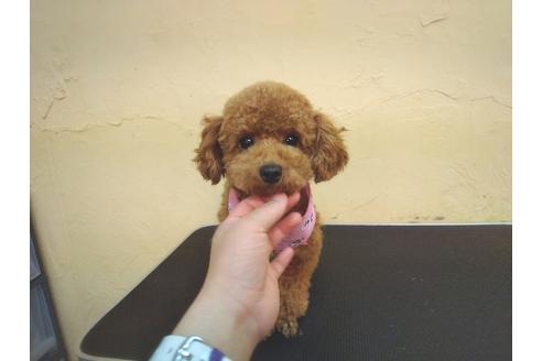 販売中のトイプードルの親犬