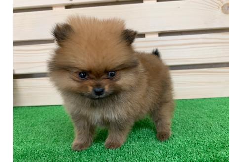 愛知県のポメラニアン 女の子 03 05生まれ オレンジ 子犬id ブリーダーナビ