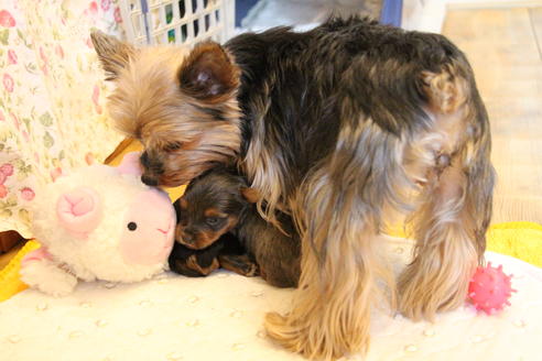 販売中のヨークシャーテリアの親犬