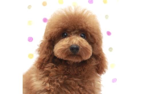 販売中のマルプー:マルチーズ×トイプードルの親犬