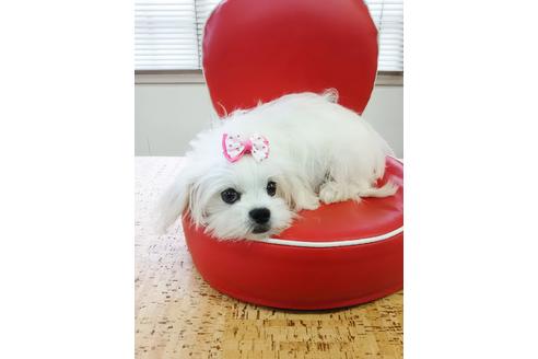 販売中のマルプー:マルチーズ×トイプードルの親犬