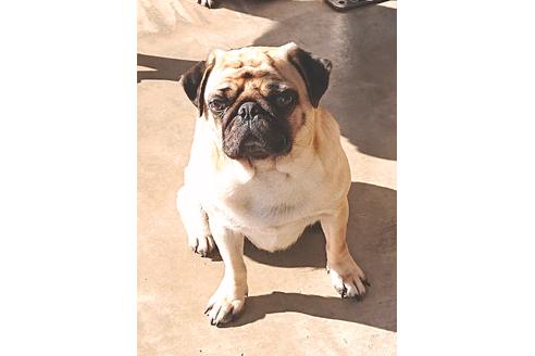 販売中のパグの親犬