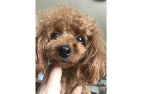 販売中のトイプードルの親犬