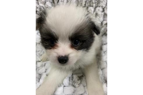 白黒のミックス犬の子犬を探す ブリーダーナビ 白黒のミックス犬の子犬を探す ブリーダーナビ