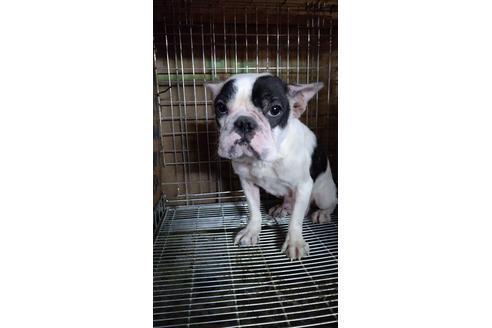 販売中のフレンチブルドッグの親犬