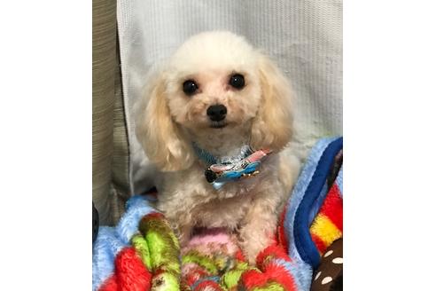 販売中のタイニープードルの親犬