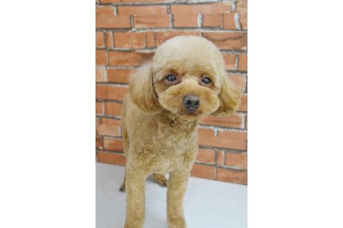 販売中のトイプードルの親犬