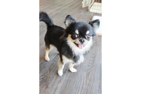 販売中のチワワ(ロングコート)の親犬