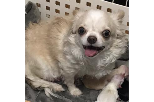販売中のチワワ(ロングコート)の親犬