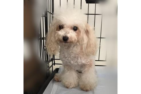 販売中のチワプー:チワワ×トイプードルの親犬