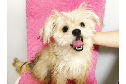販売中のミックス犬の親犬