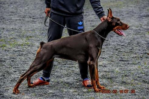 中西理沙ブリーダー ブリーダーナビ