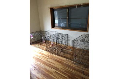 中西理沙ブリーダー ブリーダーナビ