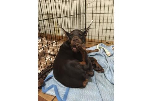 中西理沙ブリーダー ブリーダーナビ