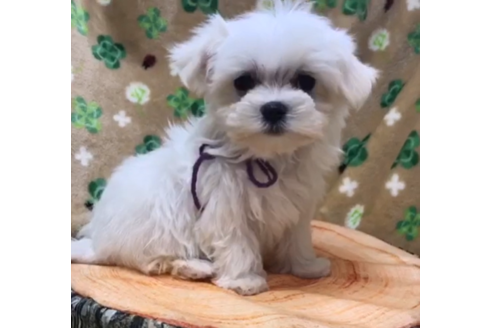 茨城県のマルチーズ 男の子 02 13生まれ イケメン間違いなし 子犬id 911 ブリーダーナビ