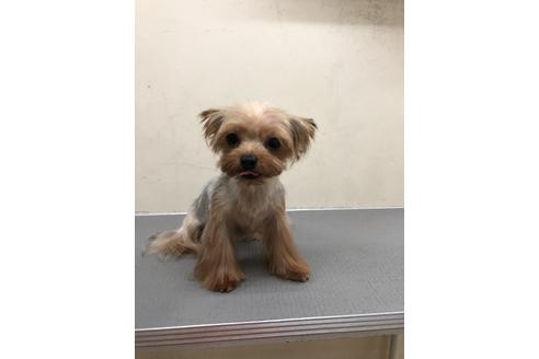 販売中のヨークシャーテリアの親犬
