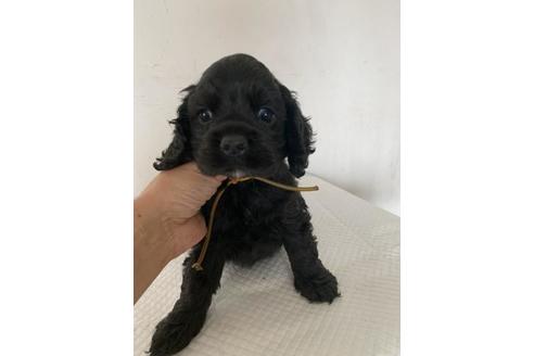 大阪府のアメリカンコッカースパニエル 女の子 03 08生まれ ブラック 子犬id ブリーダーナビ