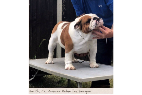 販売中のブルドッグの親犬