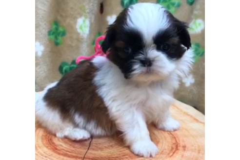 茨城県のシーズー 女の子 03 23生まれ 可愛い女の子 子犬id ブリーダーナビ