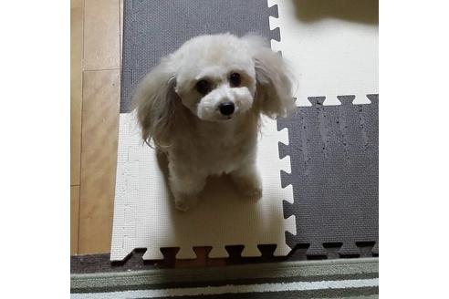 販売中のチワプー:チワワ×トイプードルの親犬