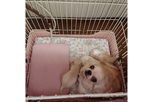 販売中のチワワ(ロングコート)の親犬