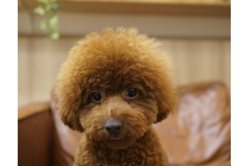 滋賀県のトイプードル 男の子 19 07 30生まれ レッド 子犬id ブリーダーナビ