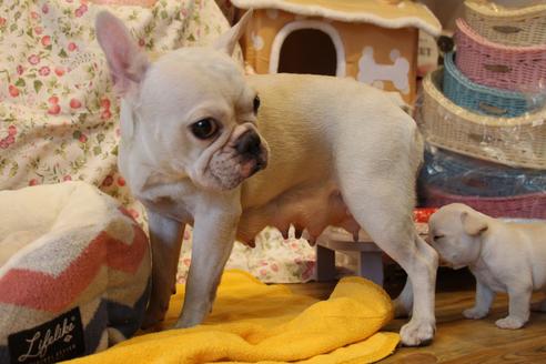 販売中のフレンチブルドッグの親犬