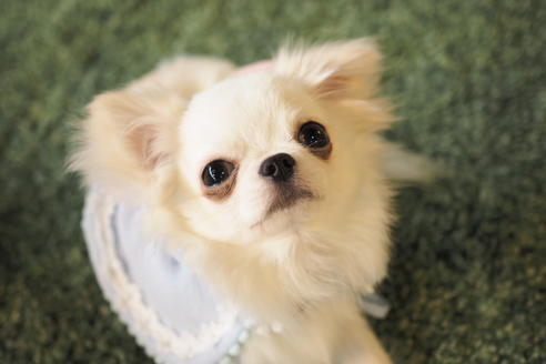 販売中のチワワ(スムースコート)の親犬