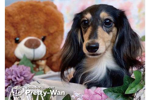 販売中のミニチュアダックスフンド(ロングヘアード)の親犬