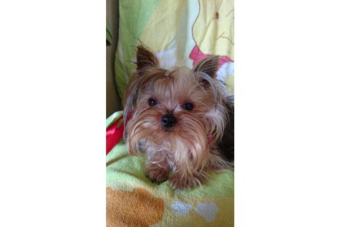 販売中のヨークシャーテリアの親犬
