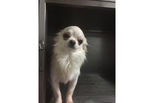 販売中のチワワ(ロングコート)の親犬