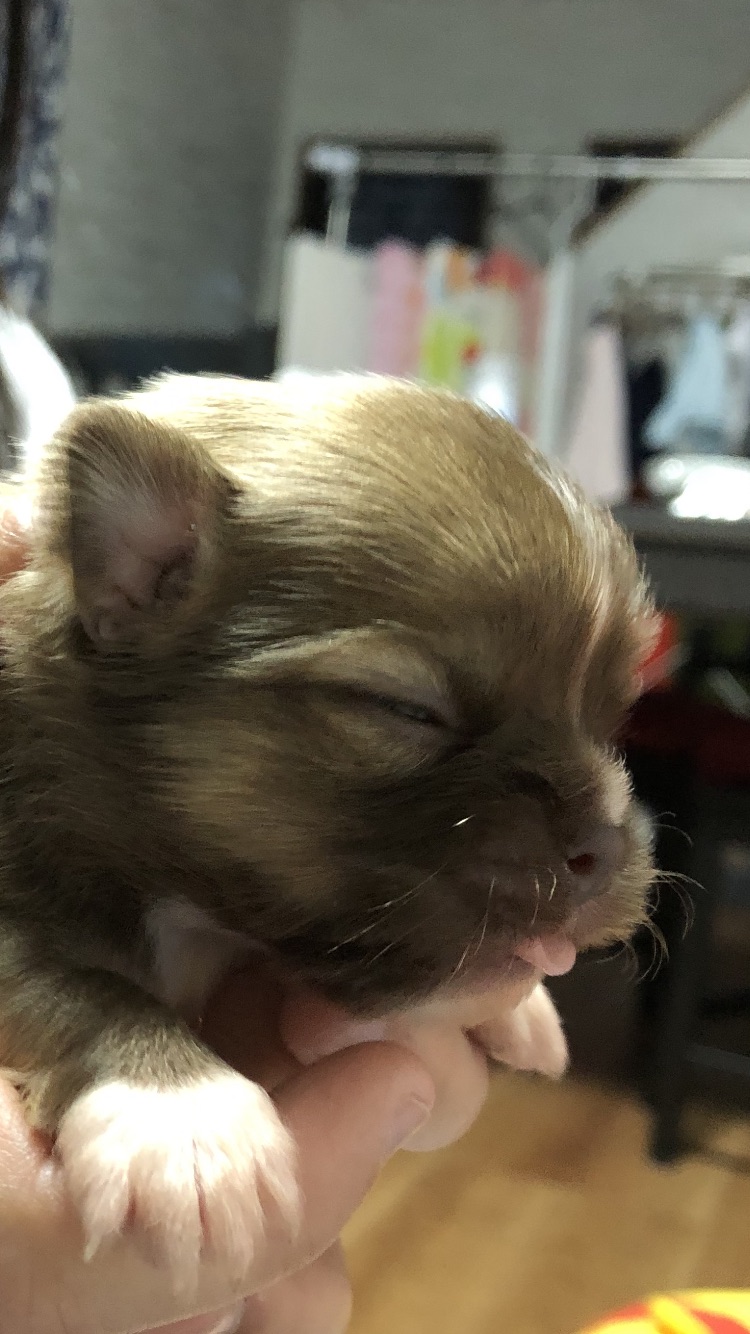 丸塚ブリーダー