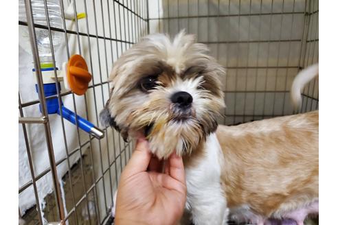 販売中のシーズーの親犬