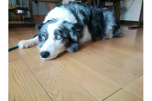販売中のボーダーコリーの親犬